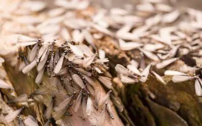 6 Signs of Termites in the Home