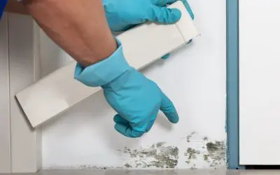 5 Effective Ways to Prevent Mold Growth in Your Home