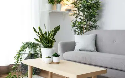 Bring Your Home to Life: How to Decorate with Houseplants