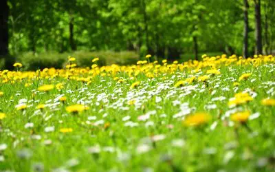 4 Lawn Alternatives for a Low-Maintenance Yard