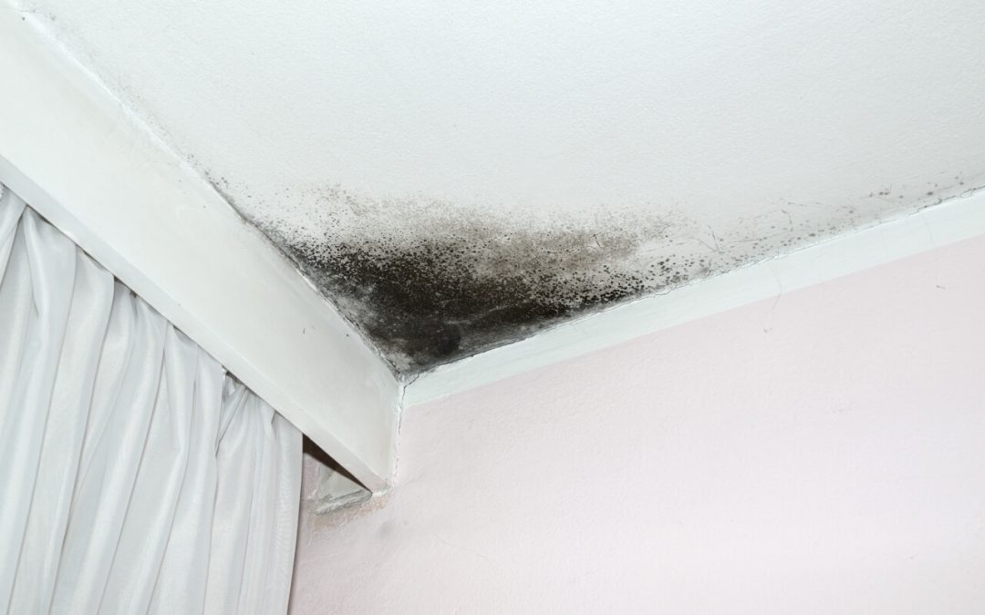 5 Signs of Mold in the Home